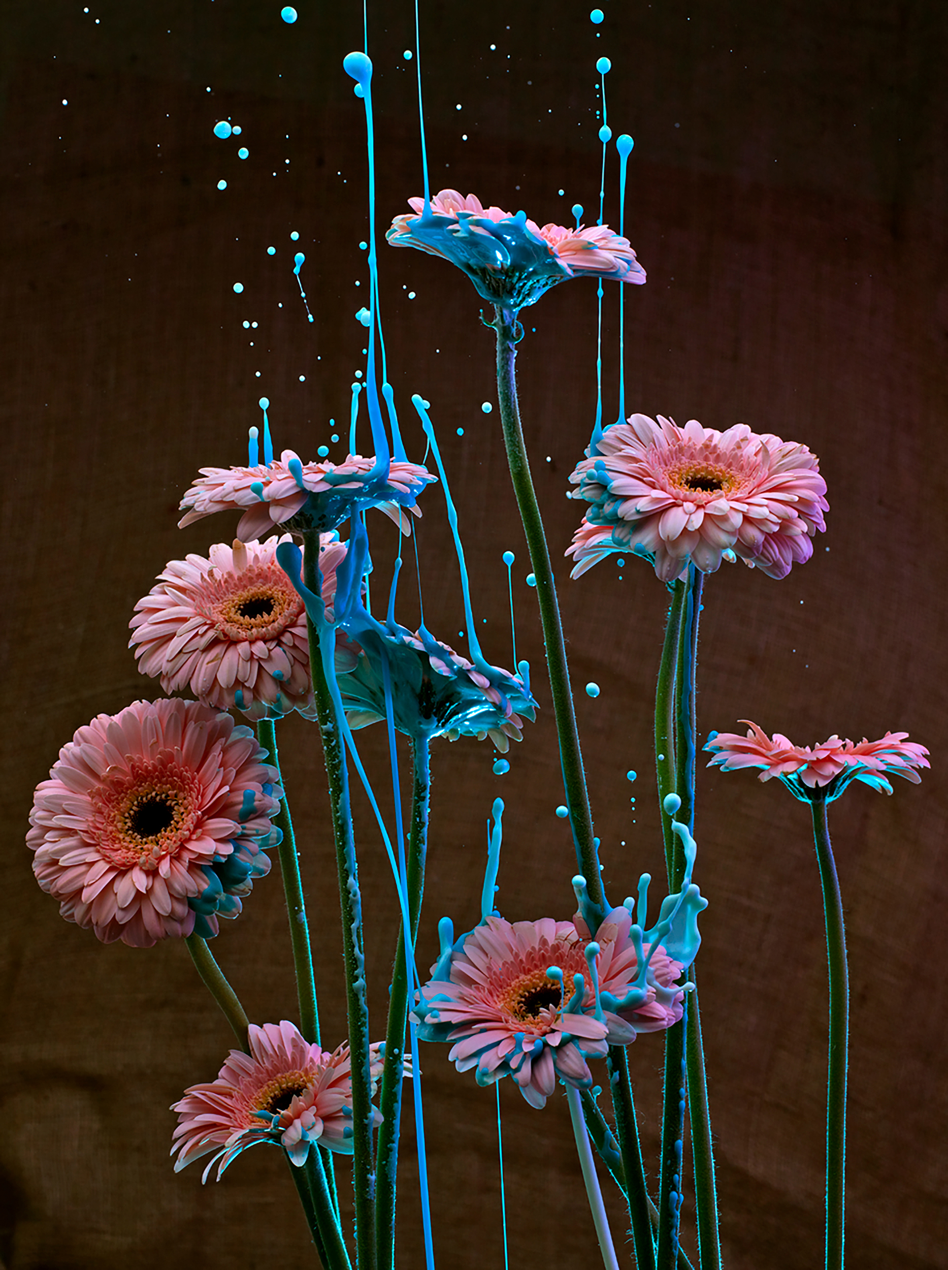 FLOWERS_5